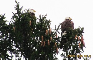 bald eagles nesting